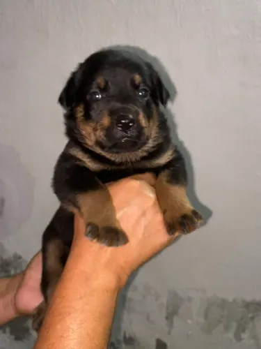 Filhote de rottweiler