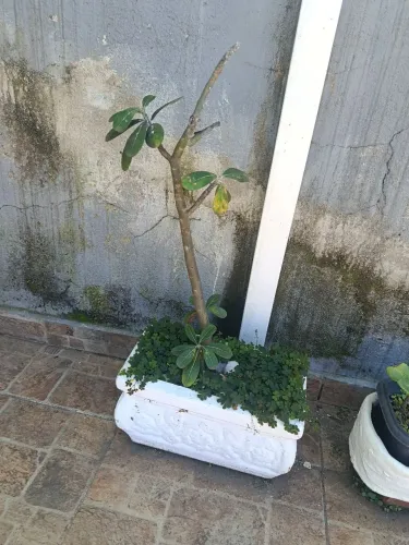 Vaso de Planta