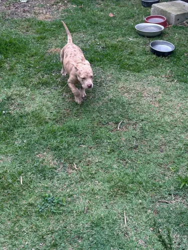 American bully