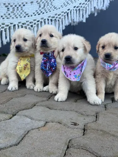 golden retriever disponivel