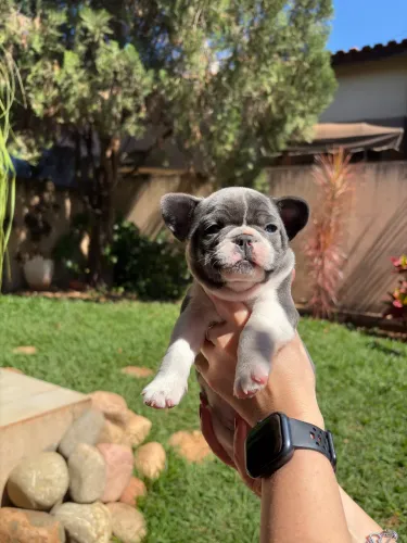 Filhote de buldogue francês