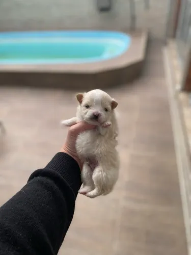 Filhote Lulu da Pomerania
