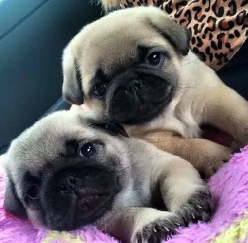 Filhotes De Pug - Patinhas Que Fazem Diferença 