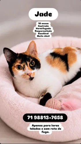 Gata tricolor castrada e vermifugada para adoção