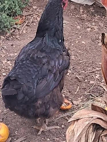 Galinhas e pintinhos GSB