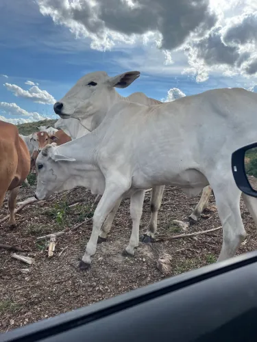 Venda de gado Nelore