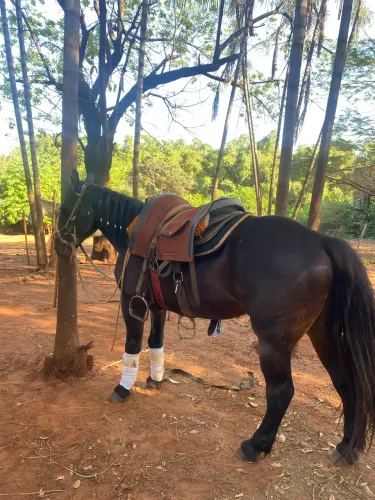 cavalo pra venda!