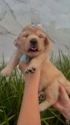 FILHOTES GOLDEN RETRIVER