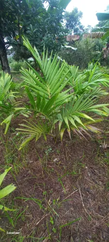 Plantas