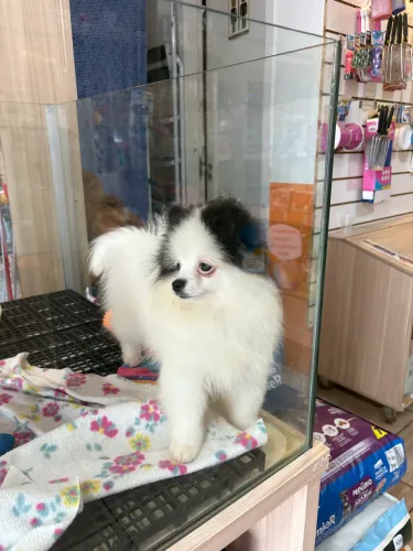 Lindo filhote de Luluzinho anão disponível