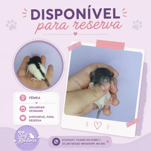 Ratinhos Twister
