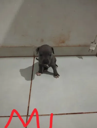 Pitbull/Monster 