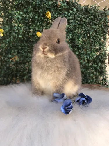 Coelho anão netherland dwarf linhagem importada macho - promoção