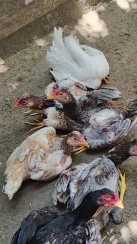 Frangos e frangas da raça Mura entre 5 e 6 meses casal r$ 500 individual r$ 300
