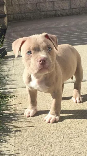 Doação cachorro
