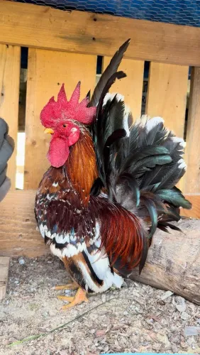 Frango Galizé Nagasaki 