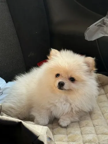 Spitz alemão Esse filhote combina com amor, cuidado e muitos abraços
