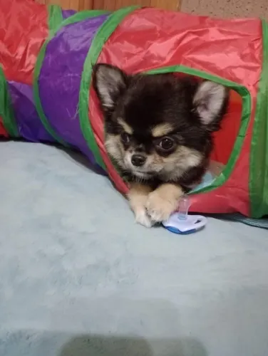 Chihuahua macho,  Linhagem Russa em 10x  no Cartão. 