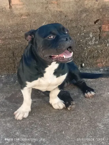 American Bully para cobertura