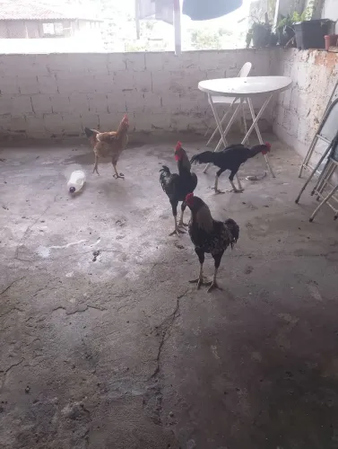 Vendo galos e galinha
