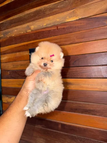 Lulu da Pomerania ursinho anão