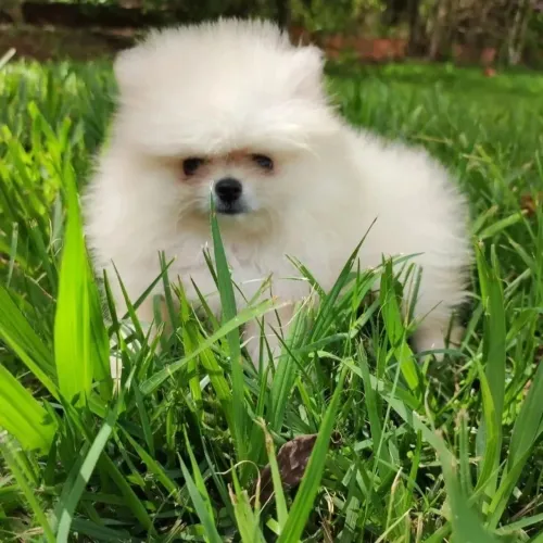 Spitz alemão fêmea e macho disponível  com garantia de saúde 