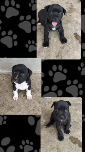 Cachorro pit mosnter a venda