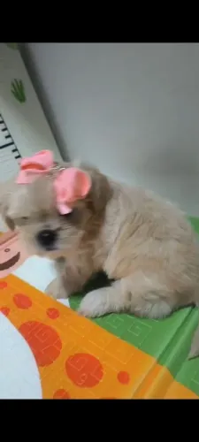 Lhasa Apso R$: 1.000.00 (Canil Ursinhos de Luxo)