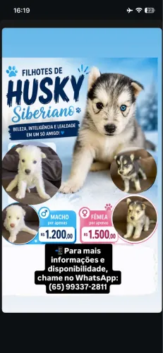Filhotes de Husky siberiano