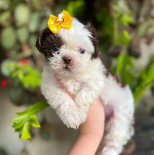Filhote shih tzu, O abraço mais fofinho do mundo está esperando por você!