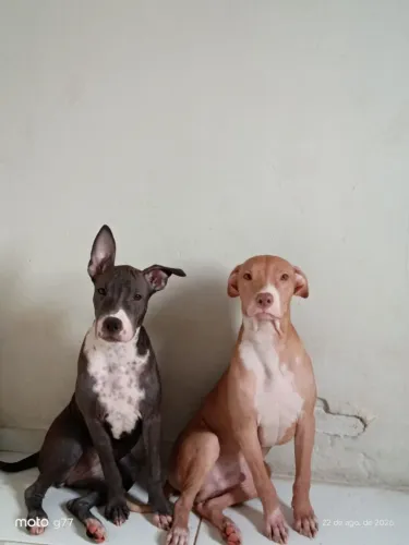 Pitbull buly original