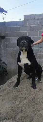 DOA SE ESSE PITBULL TEM 3 ANOS