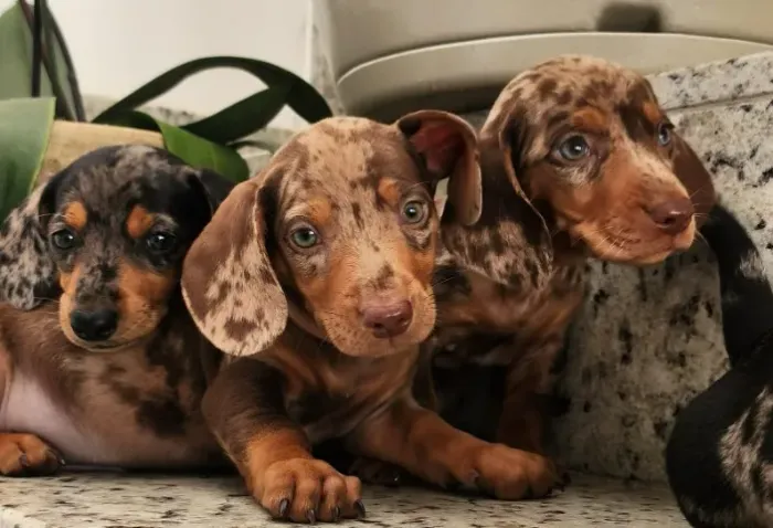 Teckel-Cofap - O Linguiça Com Pedigree.
