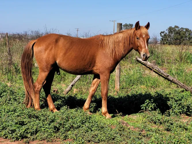 Cavalo 4 anos