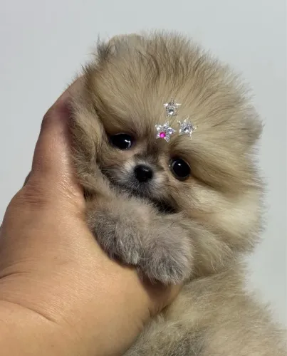 Lulu da pomerania anao fêmea laranja ursinha ambulante