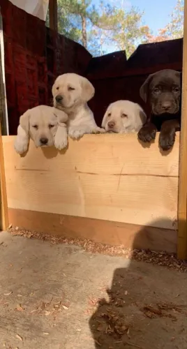 bebes de labrador