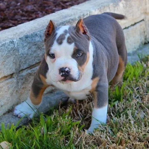 American Bully - Amor Que Acompanha 