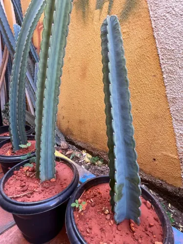 Cacto verdadeiro