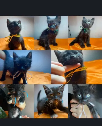 ADOÇÃO DE LINDOS GATINHOS