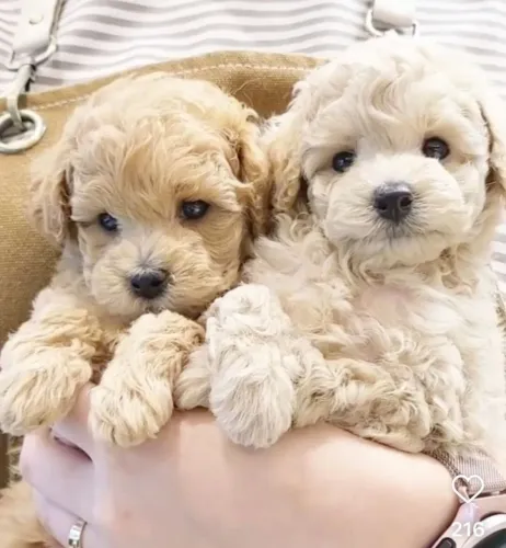 Poodle machinho com garantia 