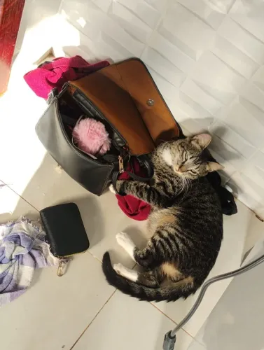 Gatinha Dócil para adoção
