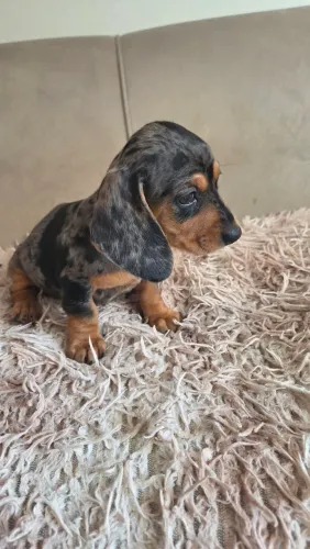Fêmea Dachshund