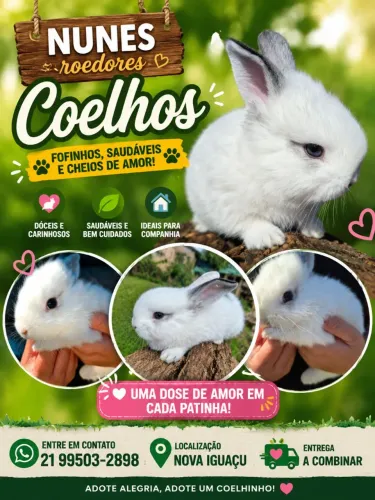 Coelhos