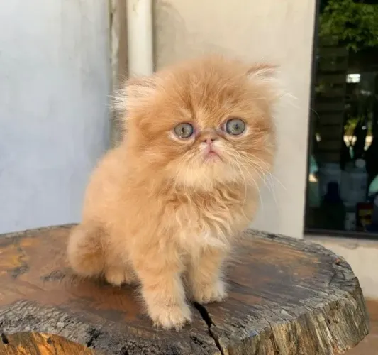 Gato Persa filhote de luxo: charme e pedigree garantidos