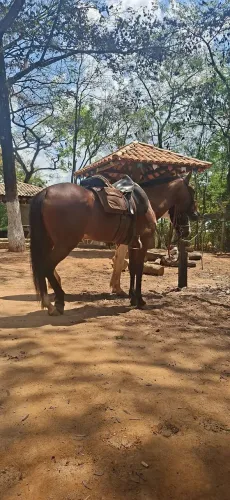 Vendo ou troco Égua mangalarga registrada marcha batida