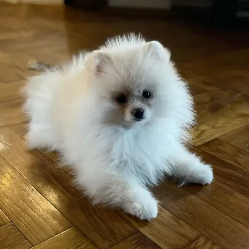 Spitz Alemão lindo demais