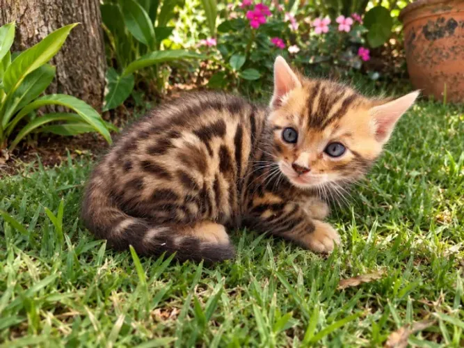 2 filhotes da raça bengal
