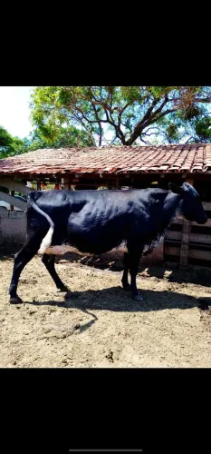 Vaca girolanda em lactação 