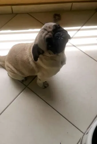 Doação Pug Macho 
