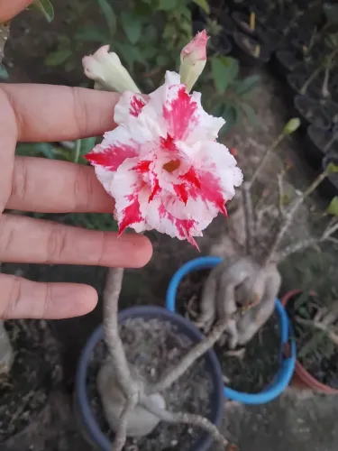 ROSA DO DESERTO(VARIADAS)